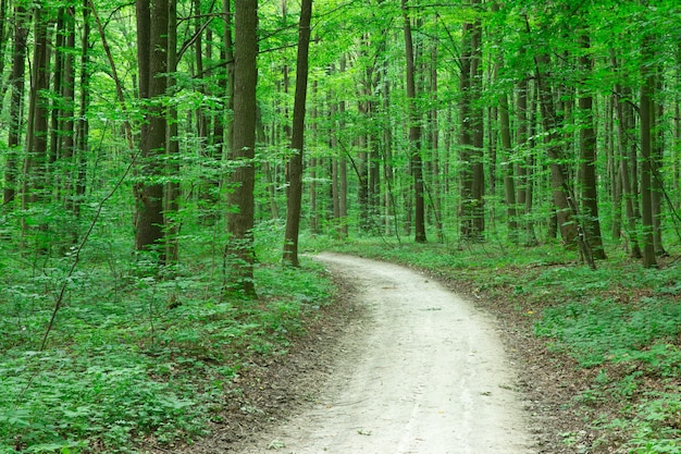 Green Forest bomen. natuur groen bos