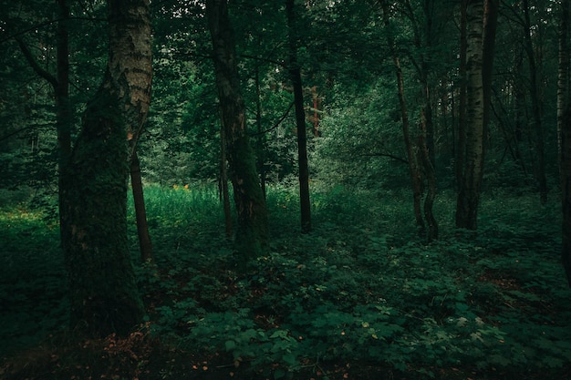 Green Forest bomen natuur groen hout achtergronden