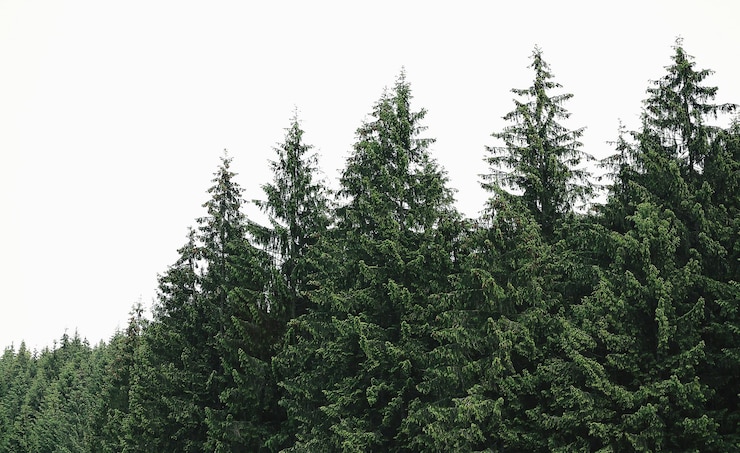 Photo green forest of carpathian mountains