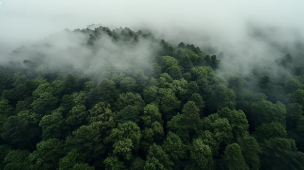 Green Forest Drone view The beauty of wild nature