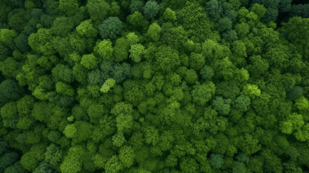 Green Forest Drone view The beauty of wild nature