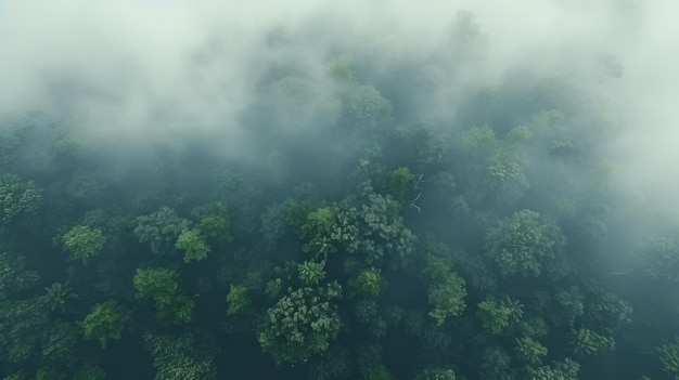 Green Forest Drone view The beauty of wild nature