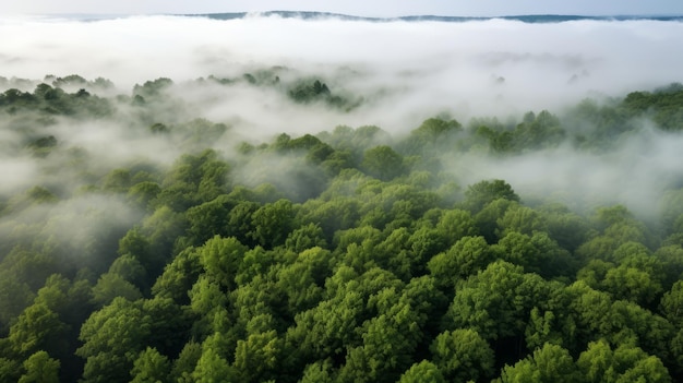 Green Forest Drone view The beauty of wild nature