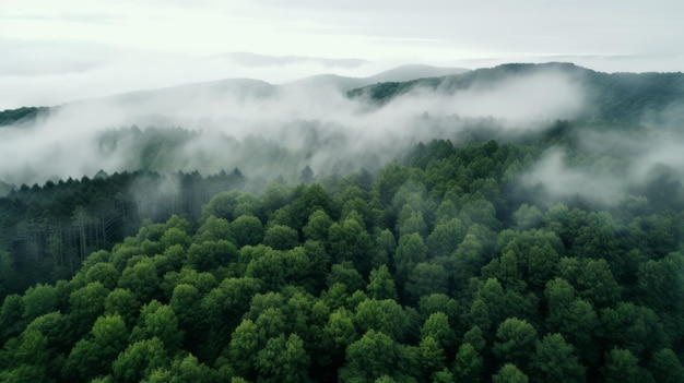 Green Forest Drone-weergave De schoonheid van de wilde natuur