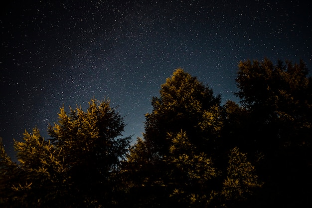 Фото Зеленая листва леса в звездную ночь
