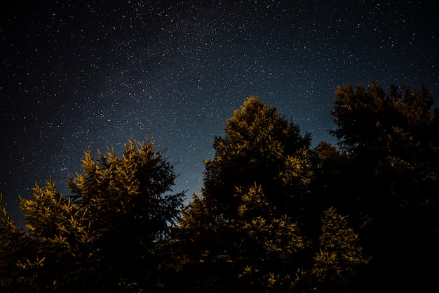 Foto fogliame verde della foresta in una notte stellata