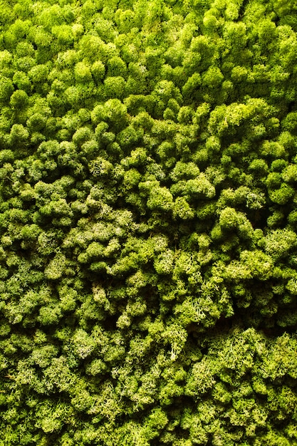 Green forest from bird's-eye view copter