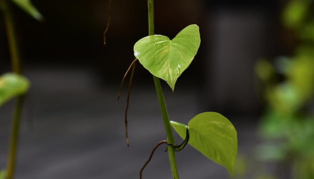 緑の森 緑の葉 自然