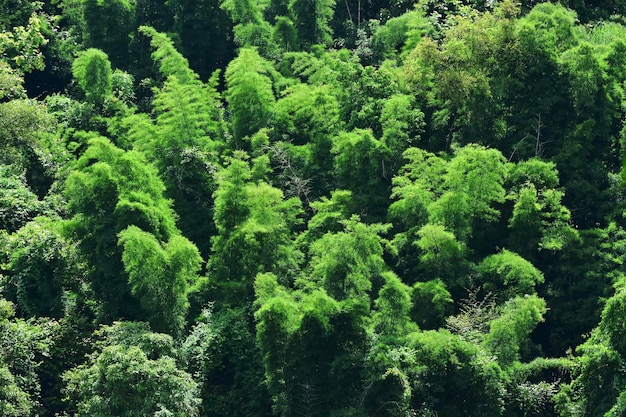 녹색 숲 녹색 나뭇잎 자연