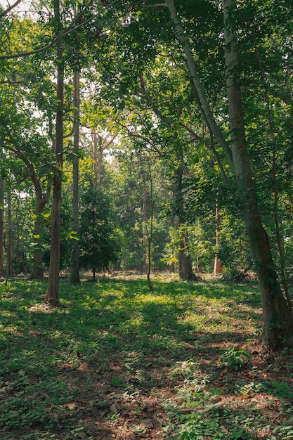 Green forest landscape in spring time and green moss, sun light shining through the woods