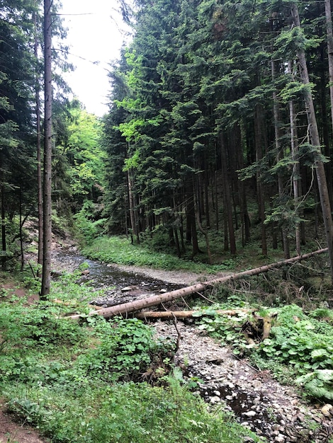 Green Forest Landscape Tall Trees