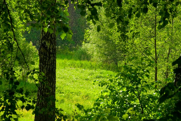 green forest landscape during warm spring rain