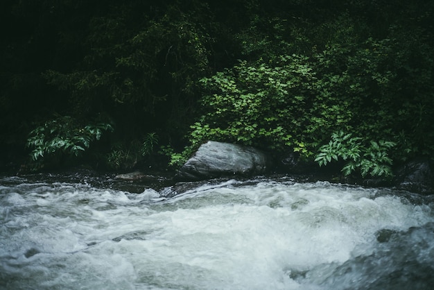 Green forest landscape with wild thickets near powerful mountain river. Blurred power turbulent rapids in mountain creek in dark forest. Atmospheric nature scenery with mountain river and wild flora.