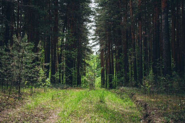 Green forest landscape.