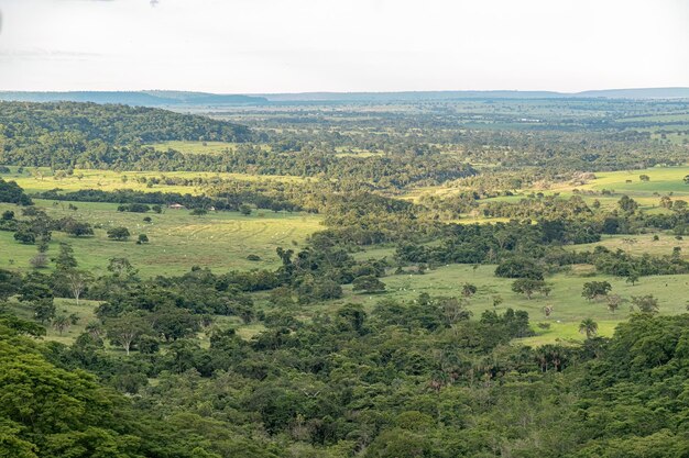 Green forest lookout top view