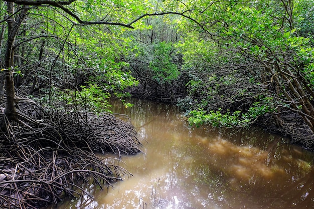 Foresta verde, foresta di mangrovie nelle zone umide