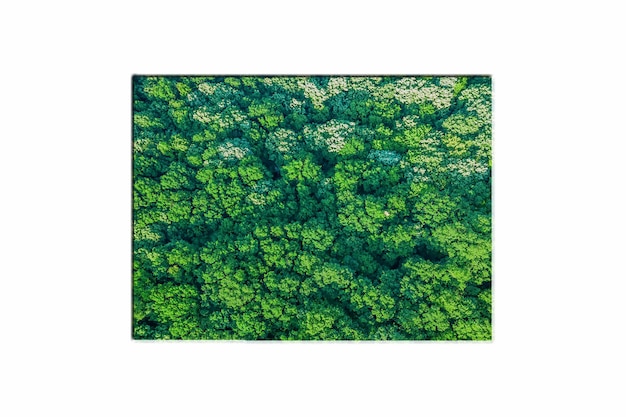 Green Forest Map of Colorado, on white background