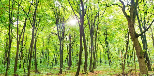 秋の木の歩道と葉を通して太陽の光と緑の森のパノラマ