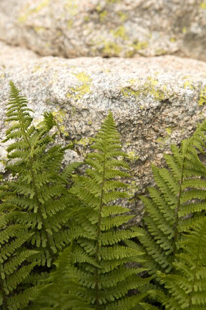 Foto foto e immagini ad alta risoluzione di piante forestali verdi