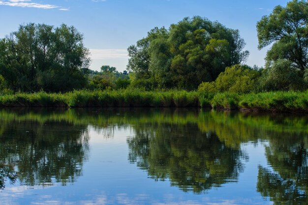 Green forest reflected in the pond