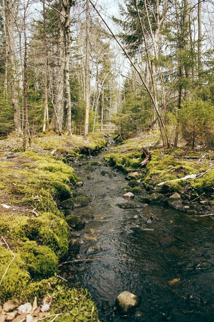 green forest and riverMany stones along the river River in the middle of the forest