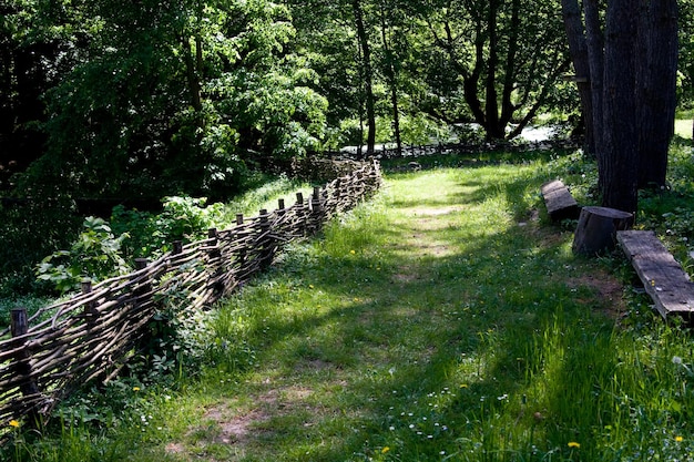 Photo green forest and a road with a fence in sunny weather