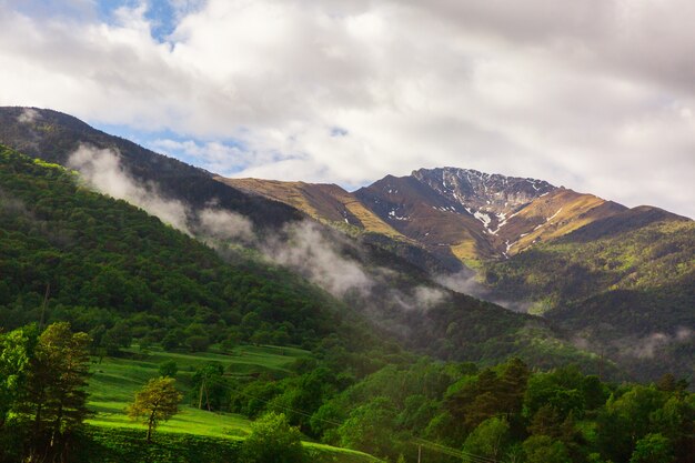 Foresta verde sul pendio delle montagne. splendido paesaggio di natura selvaggia.