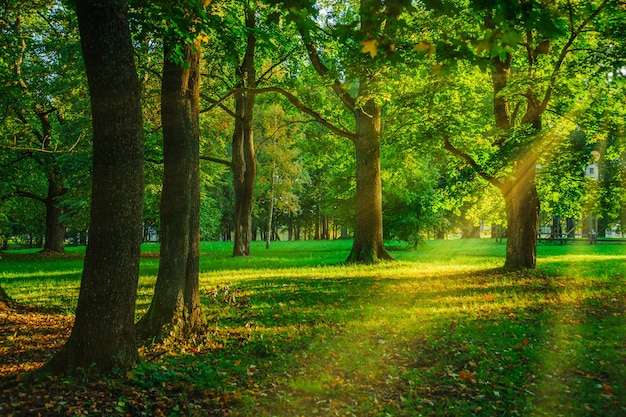 Foresta verde in estate con i raggi del sole che si infrangono tra gli alberi