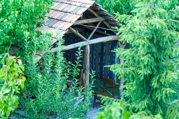 Photo green forest in summer