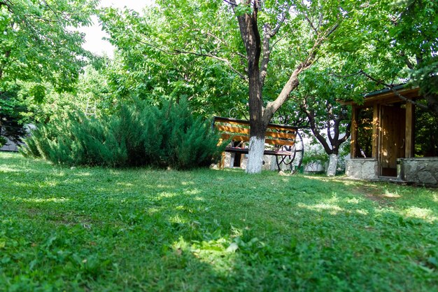 green forest in summer