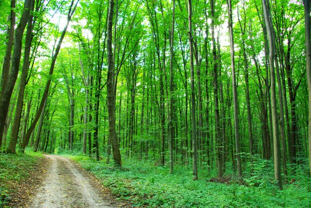 Green forest on sunny day