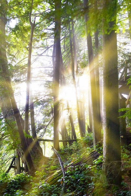 Green forest at sunrise