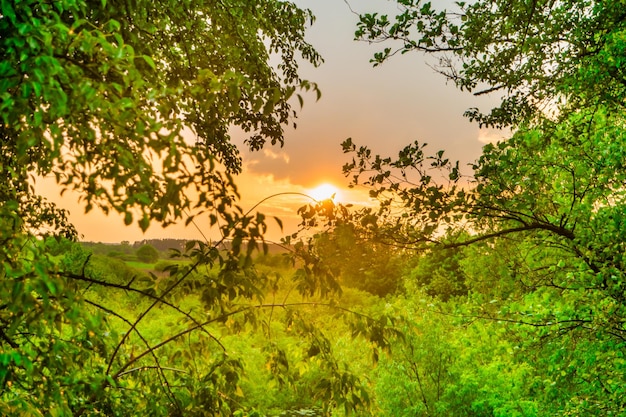 Green forest at sunset with sun beams through green leaves