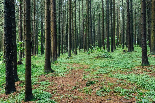 Green forest tree trunks road in the forest pine trees leaves nature landscape