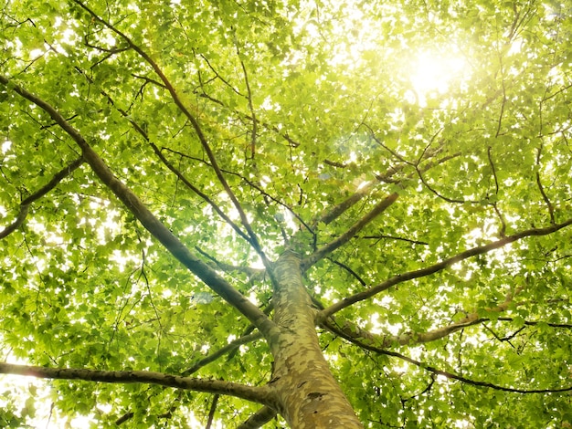 Green forest trees Nature background with sunlight in trees foliage