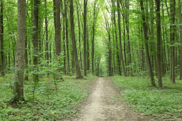 Photo green forest trees