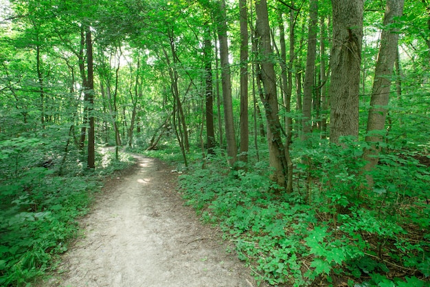 Green forest trees