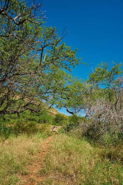 Green forest of a tropical rainforest in Hawaii USA on a sunny day with copyspace Quiet outdoor hiking trail in a peaceful calming forest Trees and bushes growing in harmony in remote woods