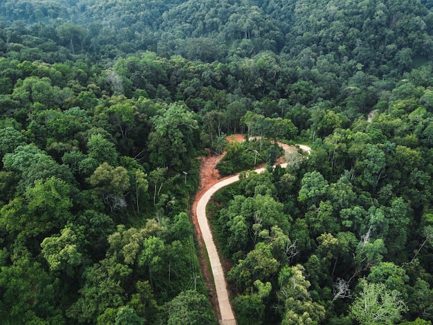 Green forest in the tropics from above and the road in the forest