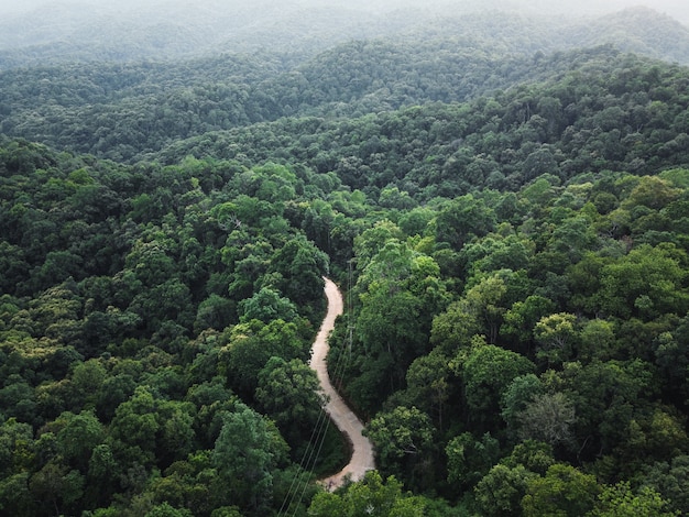 Зеленый лес в тропиках сверху и дорога в лесу
