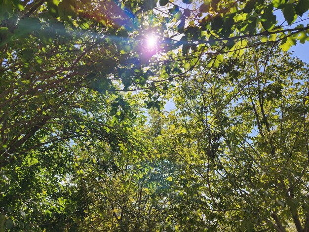 Green forest views sky and sun