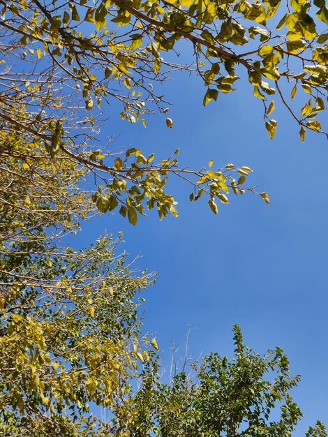 Green forest views sky and sun