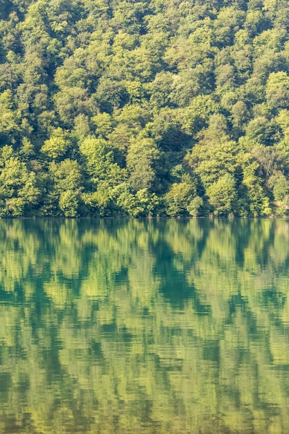 Green forest water and reflection