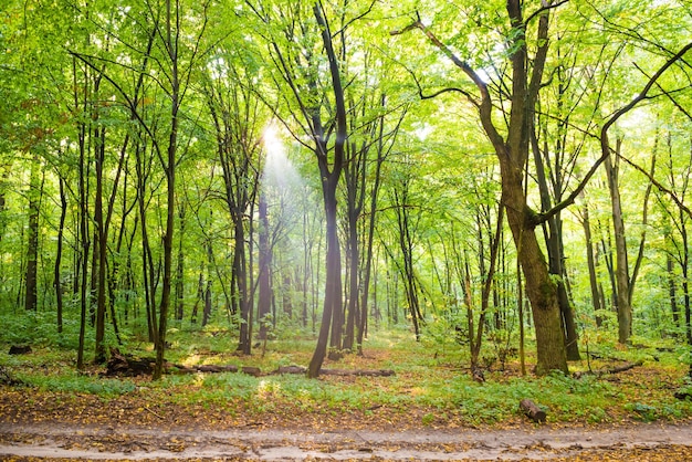 가을 나무 보도와 잎을 통한 태양 빛이 있는 녹색 숲