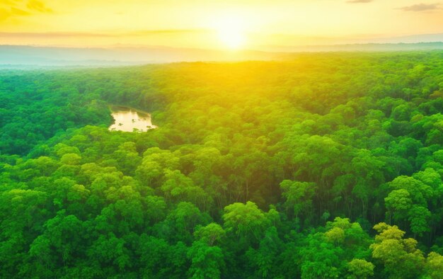 Green forest with flying height