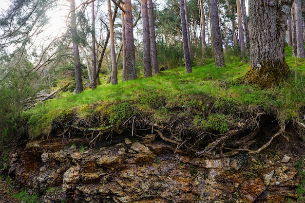 Green forest with tall trees and soil with the roots in the air and sun glints through the trees