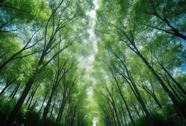 青い空の下の通りを歩く木のある緑の森