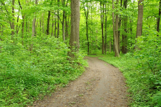 green forest