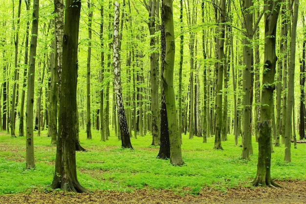 Green forest