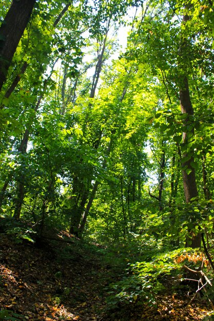 Green forest